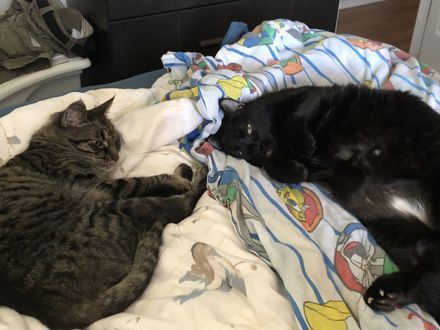 Rosina Rosales-Murphy