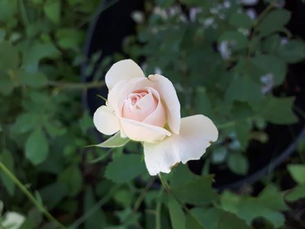 Lee-Ann Edwards van Muijen