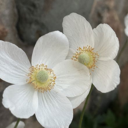 Kandice Garcia Pineda