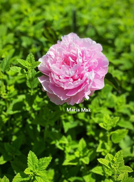 Maria Mak