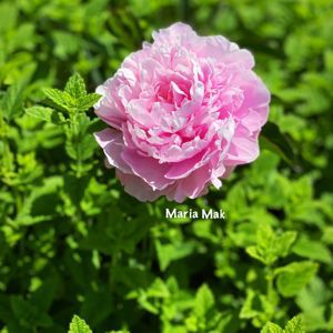 Maria Mak