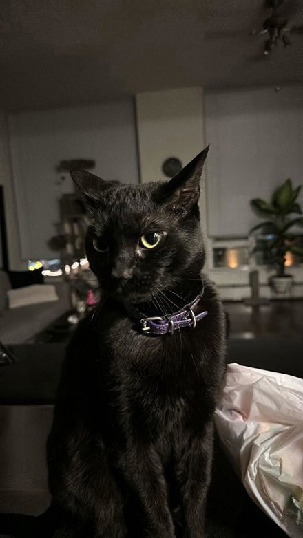 Nicolas Ayala Mendoza