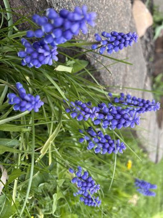 Christopher Barsalou