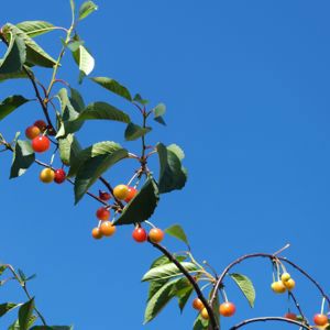 Flora Hon