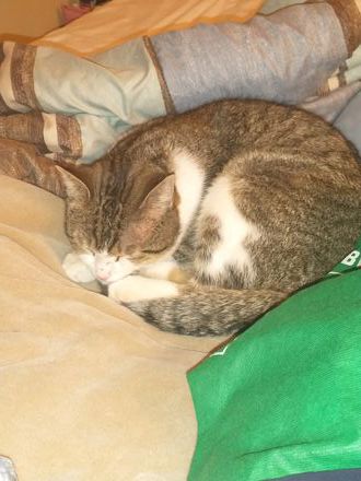 Sylvia Vienneau Godin