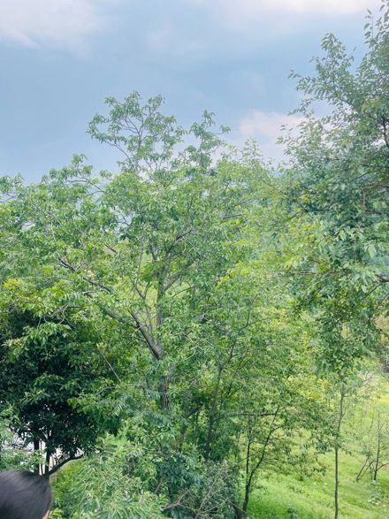 Faiza Khizar