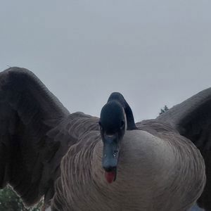 Ride image