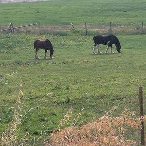Ride image