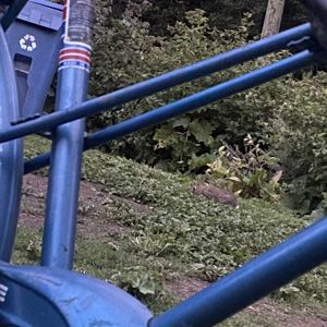 Ride image