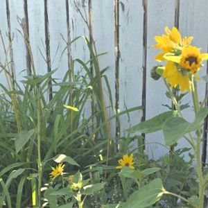 Update2796471