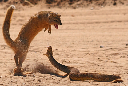 The Fighting Mongooses