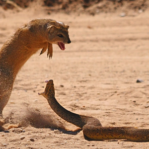 The Fighting Mongooses