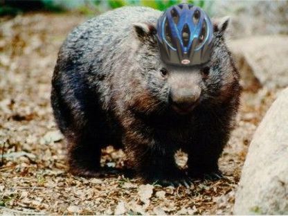 Team Wombat