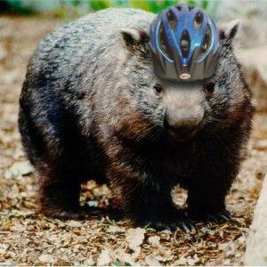 Team Wombat