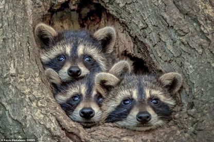 Trash Pandas