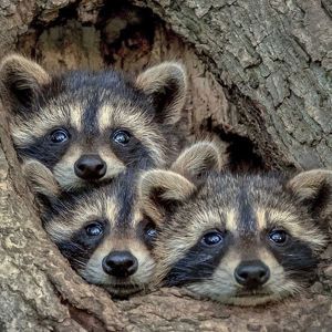 Trash Pandas