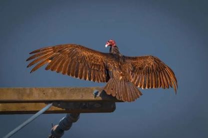 Turkey Vulture Fan Club