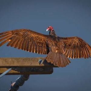 Turkey Vulture Fan Club