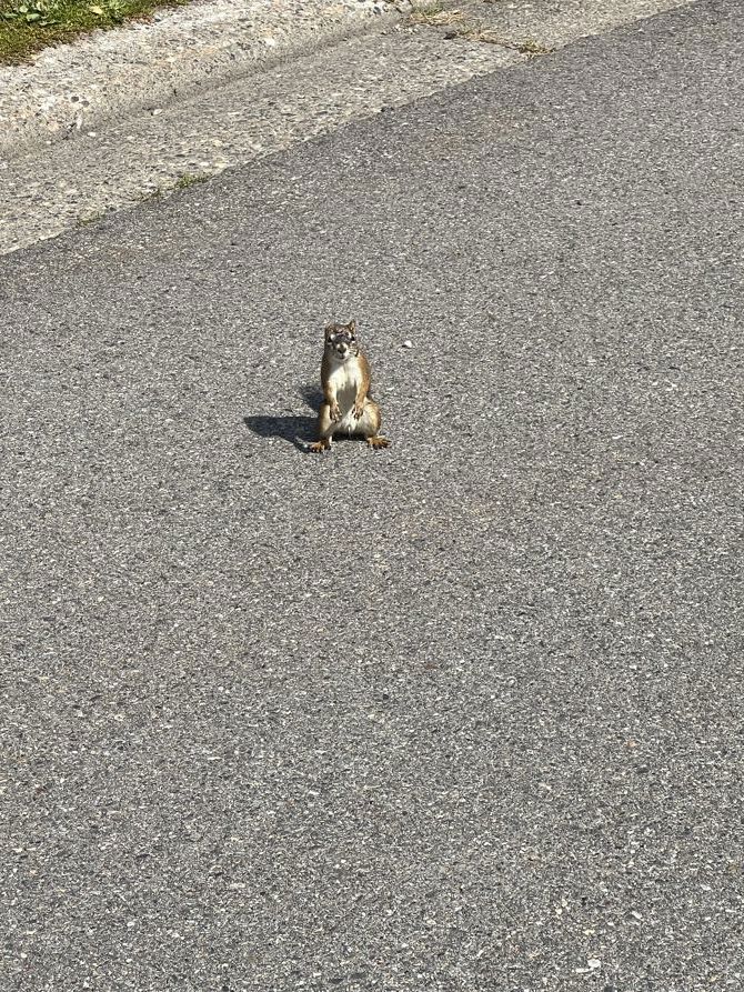 Squirrel cheering me on