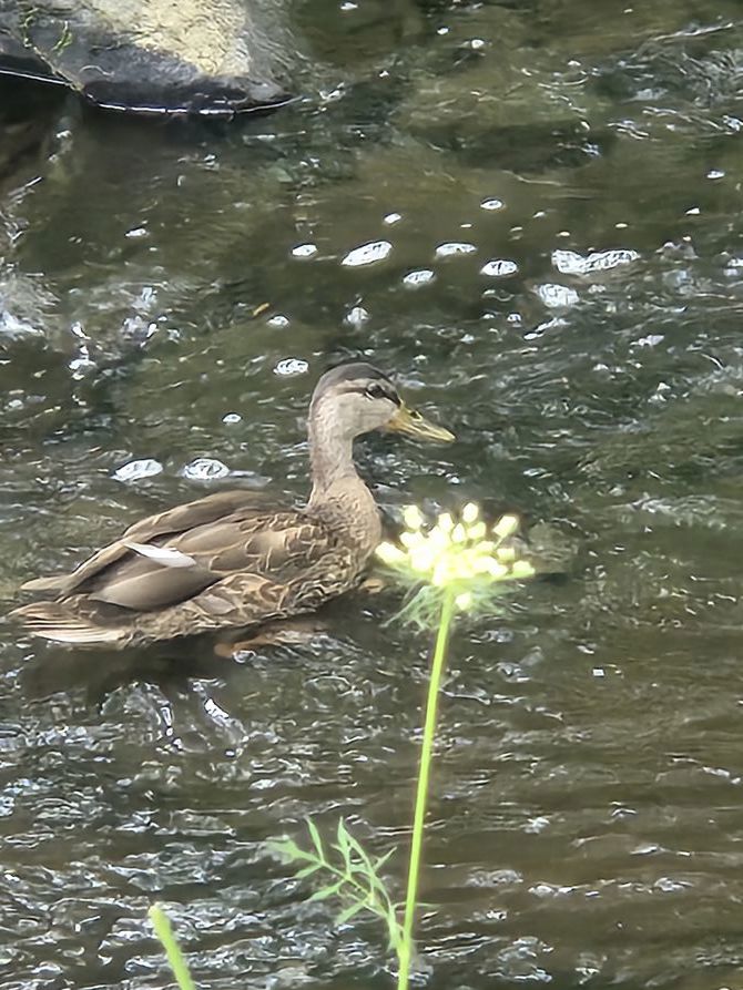 Province Ban: No one allowed in the woods