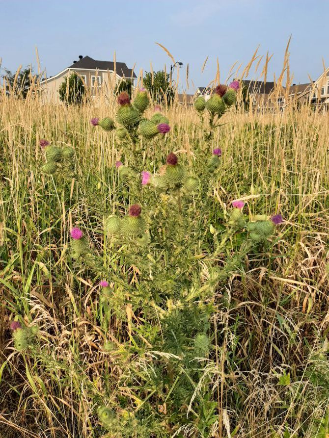 Thistles are Important!
