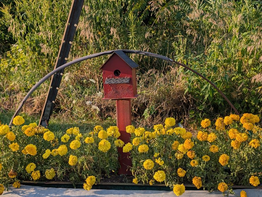 Tara's Evening Cool-Down Ride in Alvinston