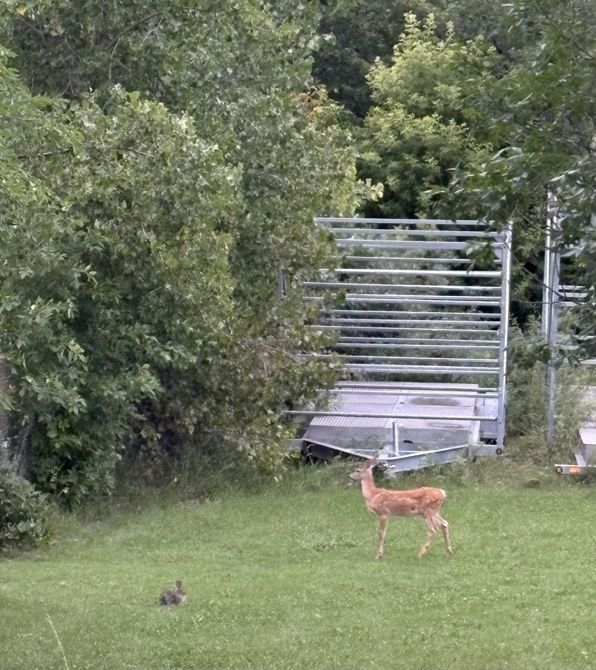 Caught these two hanging out