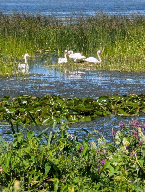 Long Point Bike Ride with Rita M:  Tara