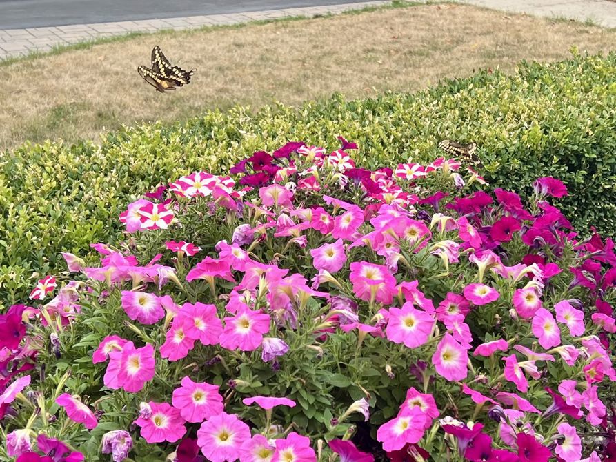 Saturday August 23 Ride 15 with KVC Saturday Peeps