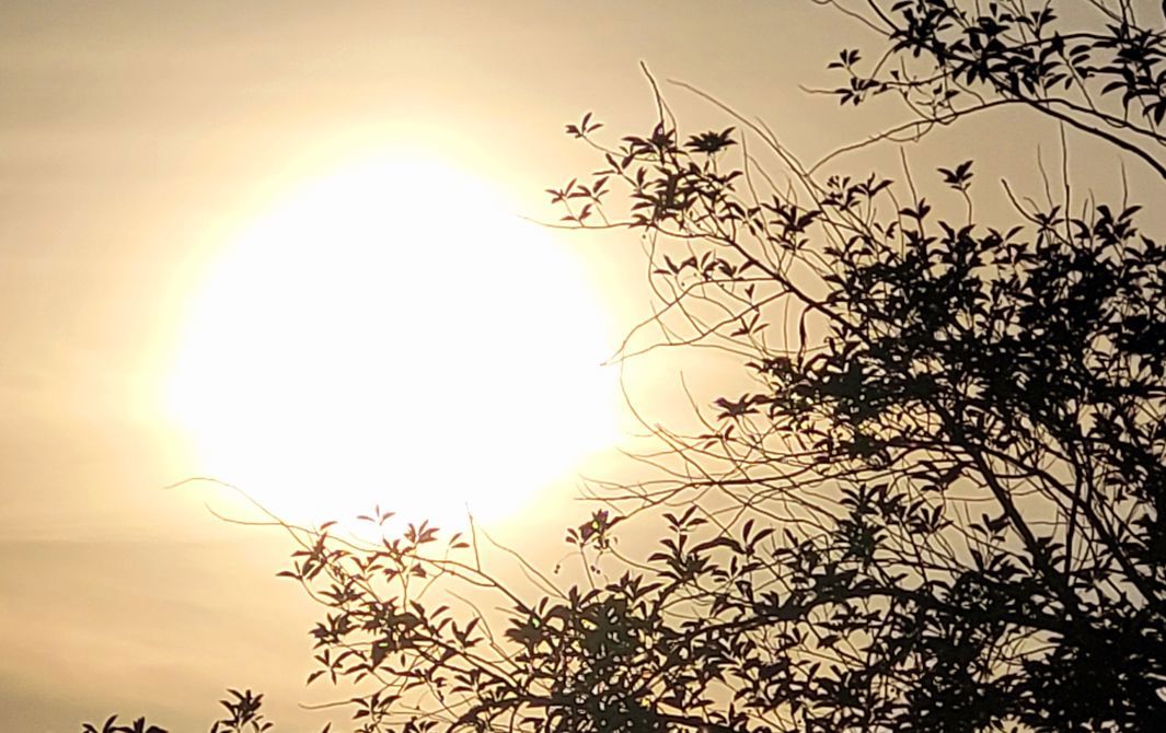 Green Growth and Sunshine.