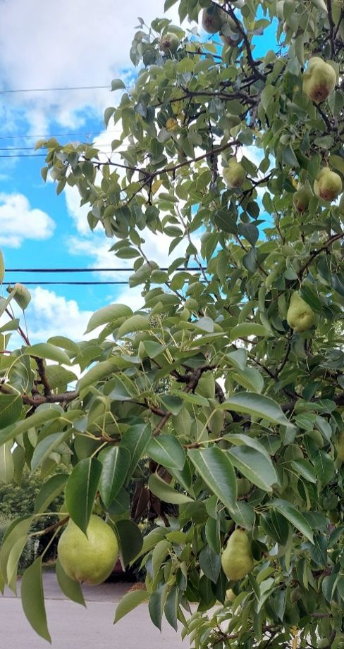 The Little Pear Tree That Could!