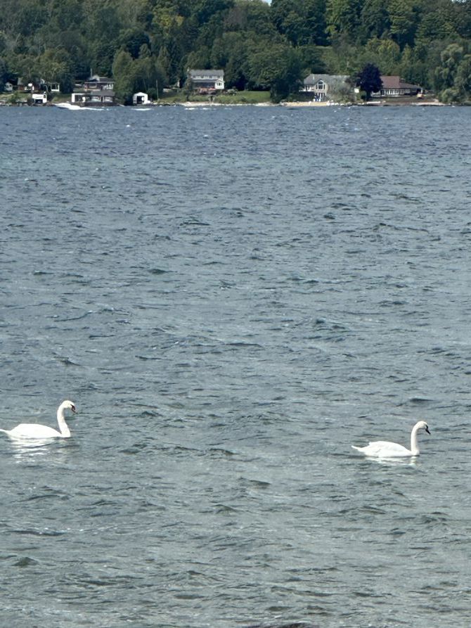 2Swans a swimming, there was 4 but that doesn’t sound as good