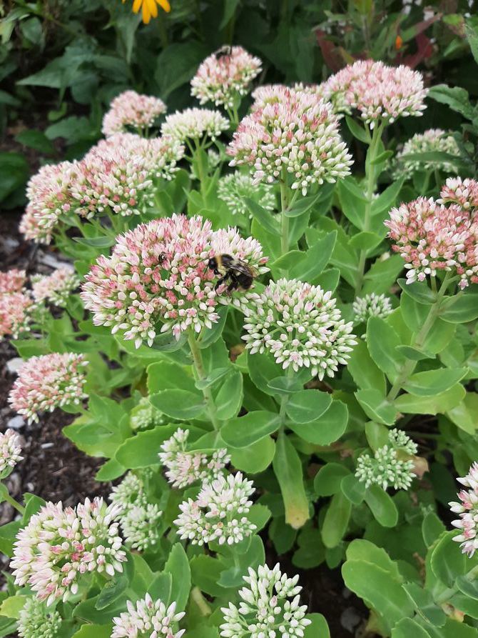 Squirrels Here, There, and Everywhere