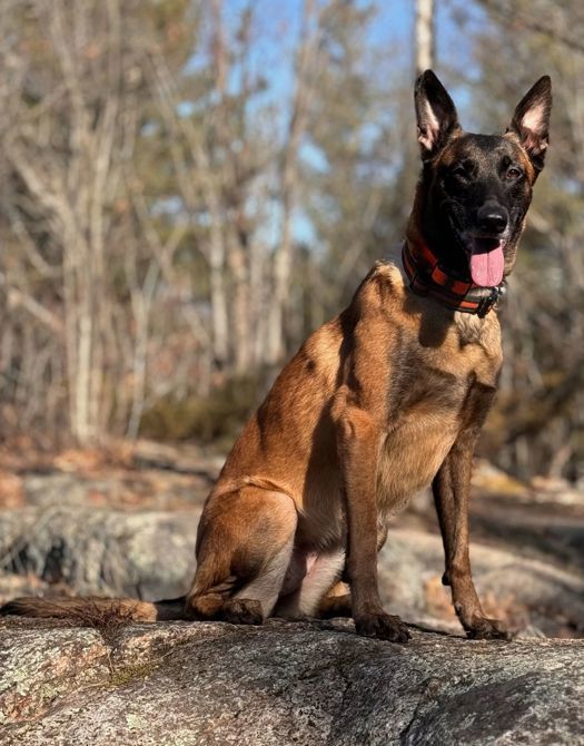 Bikejoring with Freya my Malinois
