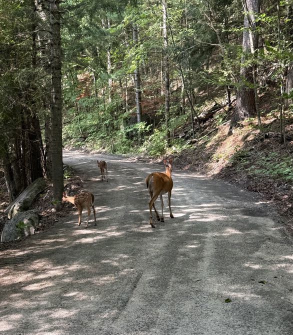 Riding through Haliburton’s little roads