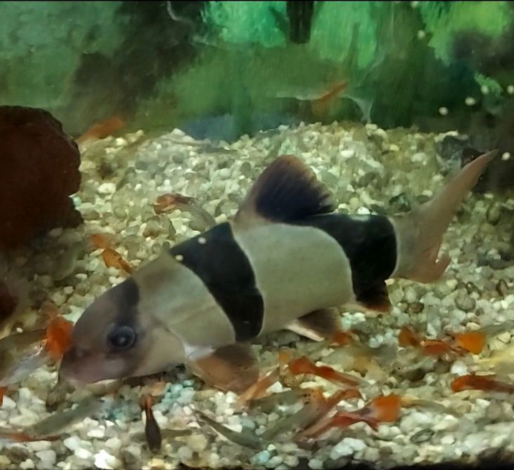 Donations Multiply Just Like Guppies!