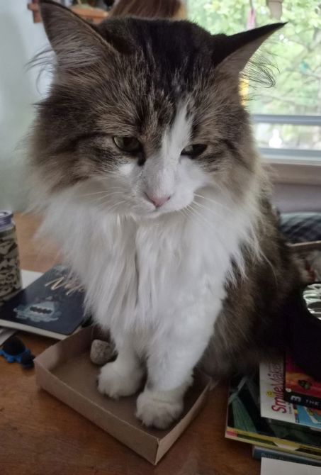 Cats and Boxes